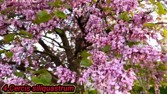 Exotic Flowering Trees/Flowering Trees for Europe/Exotic Flowering Tree for Landscape/Temperate Tre смотреть онлайн