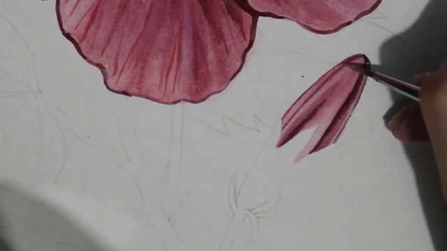 Gumamela (Hibiscus rosa-sinensis) | Botanical Watercolor Painting Time Lapse смотреть онлайн