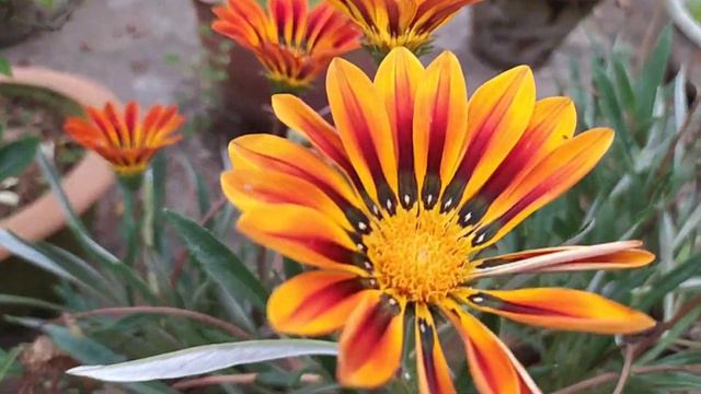 Propagation of Kalanchoe & Gazania flower plant 🌱 100% Result, Easy method смотреть онлайн