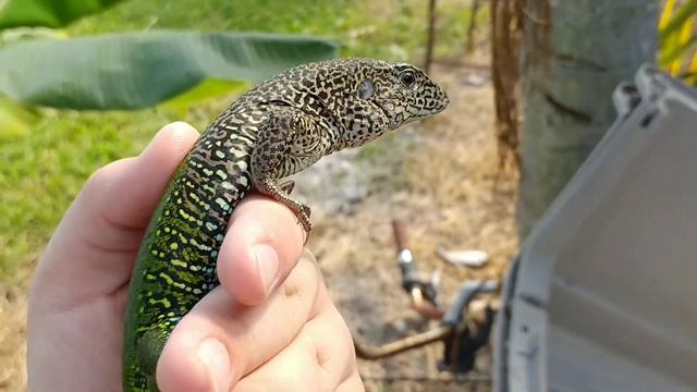 Big male green ameiva смотреть онлайн