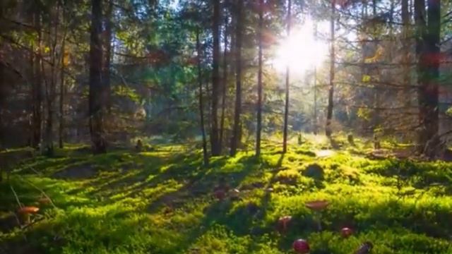 Почему ты страдаешь в этом мире? Рав Ашер Кушнир смотреть онлайн