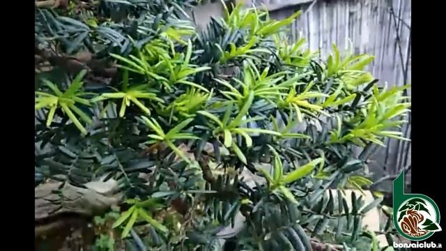 Taxus cuspidata, la pizzicatura смотреть онлайн