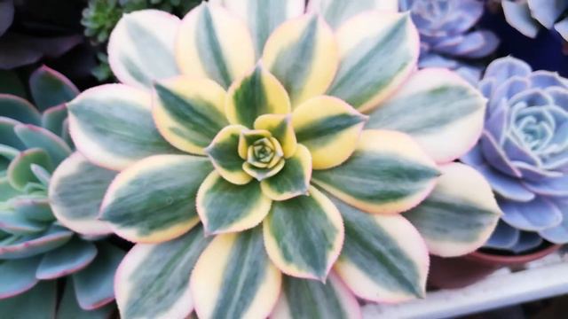 aeonium (succulents) смотреть онлайн