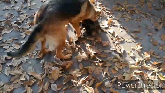 Щенок малинуа знакомится с немецкой овчаркой Бельгийская овчарка против Немецкой овчарки :) смотреть онлайн