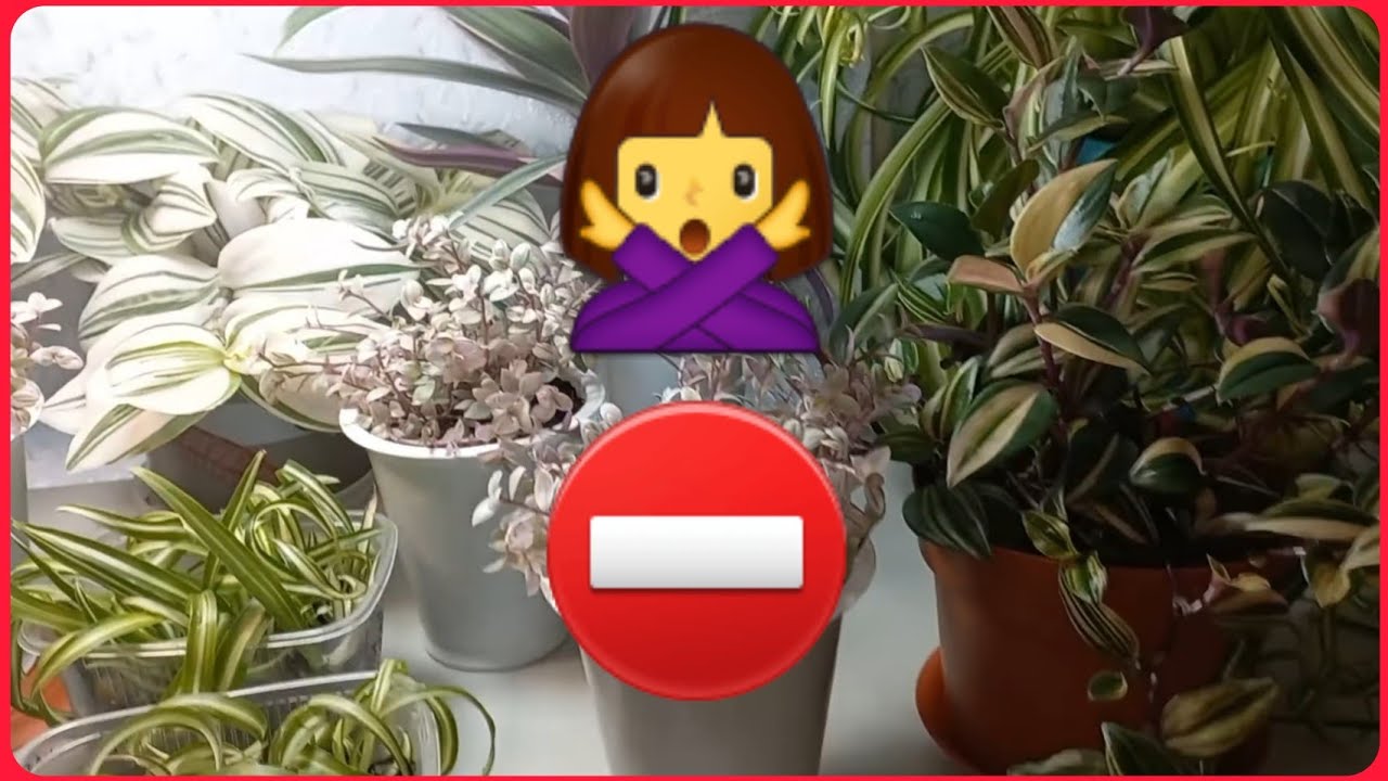 С меня хватит?РАСТЕНИЯ отправляются в новый дом? С кем расстаюсь?Комнатные растения?Цветы?Уход