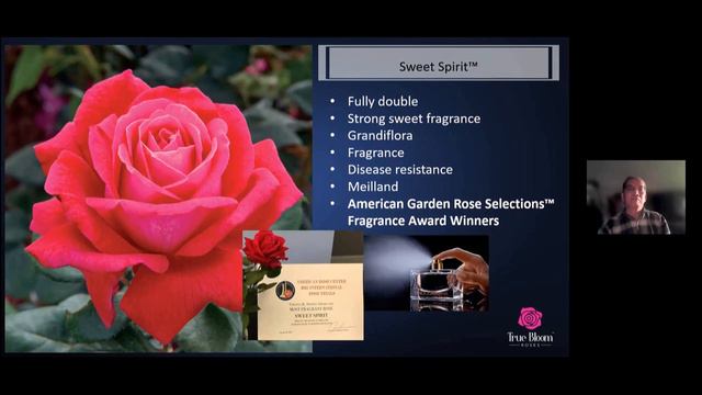 Ping Lim   Rose Hybridizing In Today's World