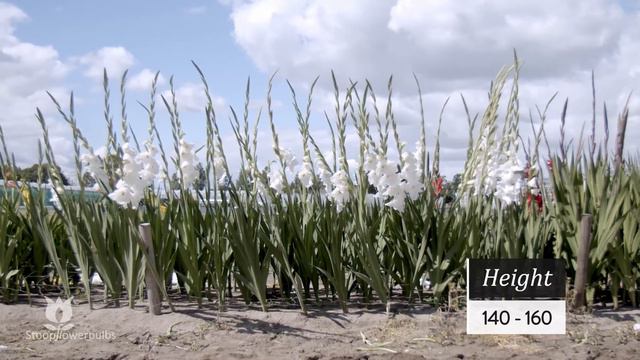 GLADIOLUS - FLEVO ESKIMO