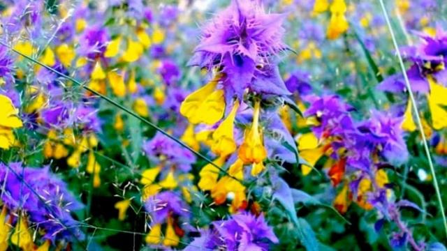 Легенда о цветке Иван-да Марья смотреть онлайн