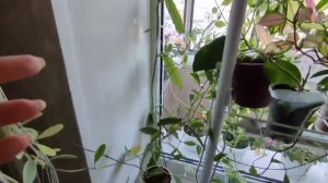 Можно ли вырастить ХОЙЮ ИЗ УСОВ | Мой эксперимент