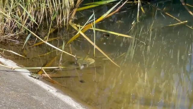 Жабы в пруду. Озеро. Жабы квакают. смотреть онлайн