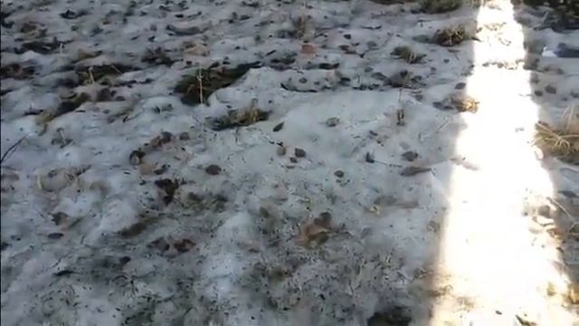 Что рассказать детям о весне во время прогулки. смотреть онлайн