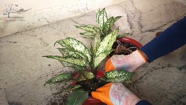 Repotting Of Aglaonema Snow White / Chinese Evergreen / Aglaonema Snowflake || BEST INDOOR PLANT