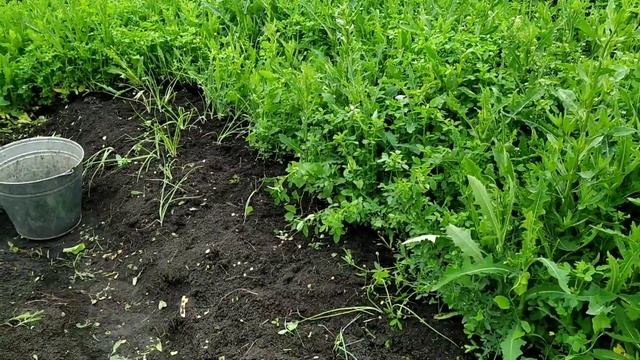 Наша Дача VLOG//Пашу как Лошадь//Прополка Огорода смотреть онлайн