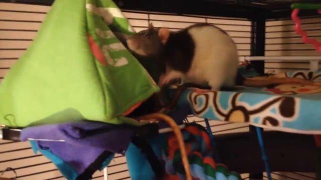 Homemade Tent for our Ratties смотреть онлайн
