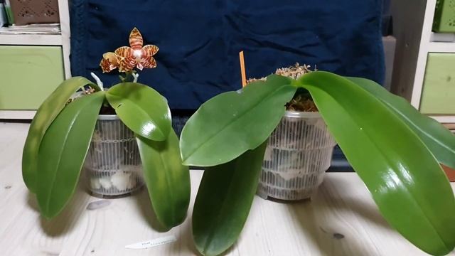 Пересорт в моей коллекции ?Phalaenopsis amboinensis. Гибель Потинары. смотреть онлайн