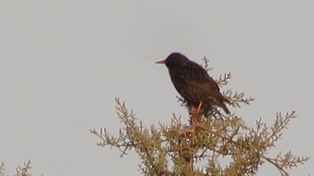 CANON PowerShot SX530 HS 50X Optical zoom смотреть онлайн