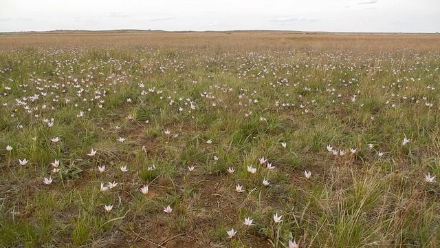 Весна в степи близ Орска. Апрель 2016 года смотреть онлайн