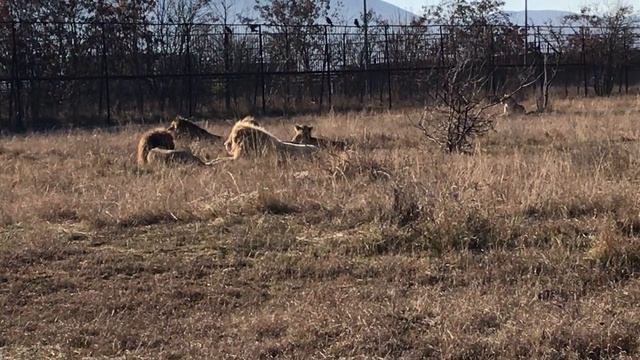 У среднего прайда свой львиный пляж) Тайган смотреть онлайн