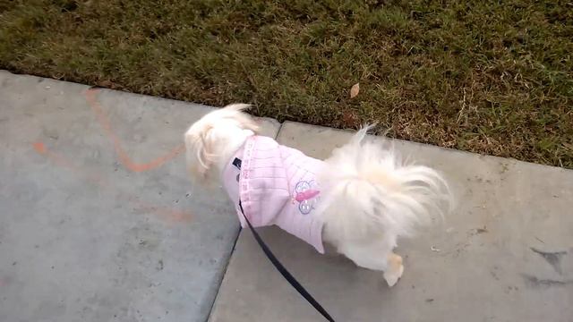Kaytee the Pekingese on her walk смотреть онлайн
