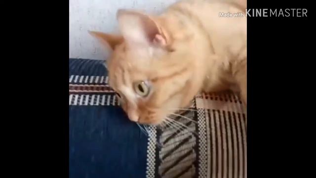 Торобоан 👈прочитайте смотреть онлайн