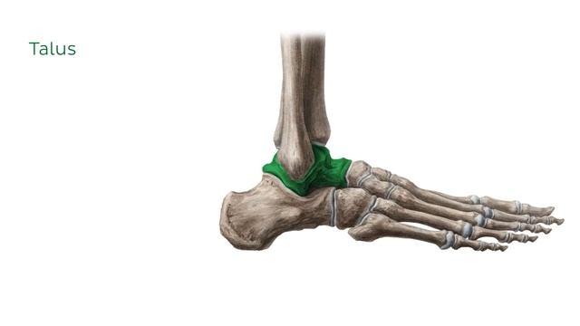 Кости стопы (предпросмотр) - Анатомия человека | Kenhub смотреть онлайн