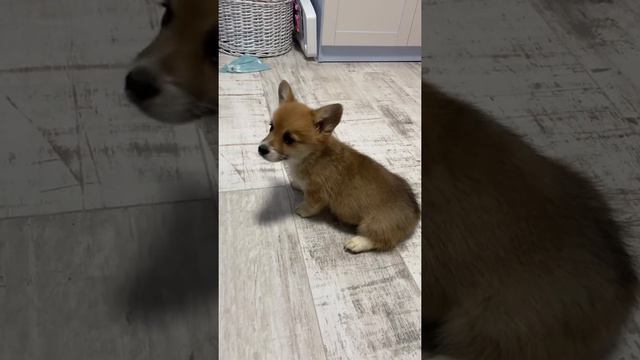 Девочка вельш корги пемброк смотреть онлайн