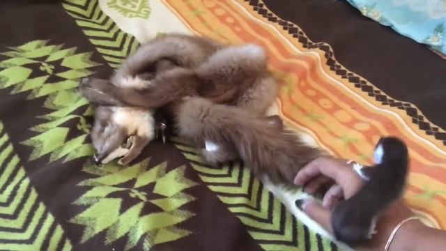 Утро домашней ласки Пищали (Mustela Nivalis, Weasel)