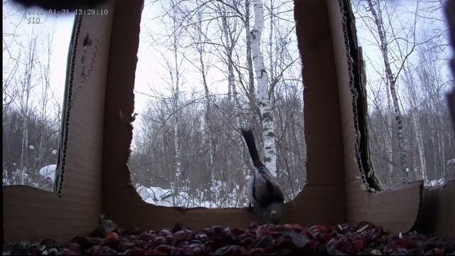 Ополовник (длиннохвостая синица) смотреть онлайн