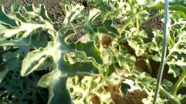 Мой секрет выращевания арбузов в Мордовии . смотреть онлайн