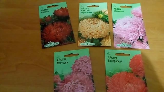 Мой набор семян астр.Когда лучше высевать астры? смотреть онлайн