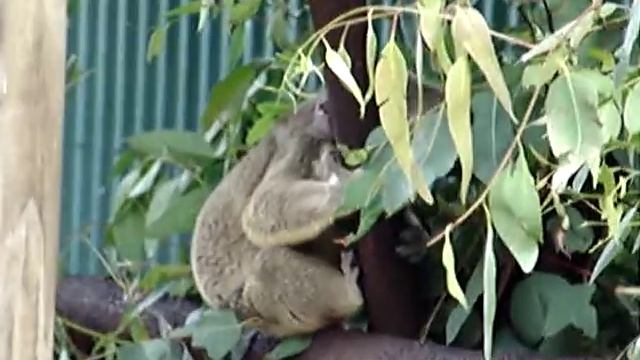 Коала храпит смотреть онлайн