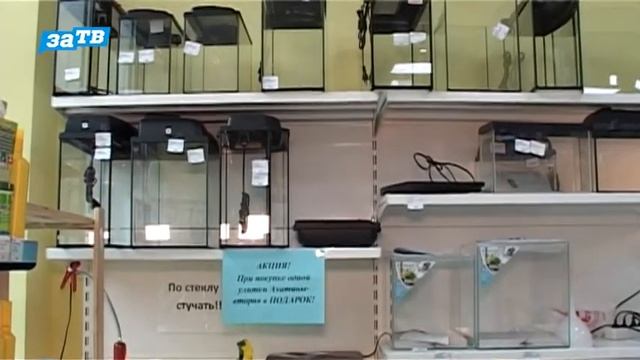 Планета ZOO// Знакомим с маисовым полозом. смотреть онлайн