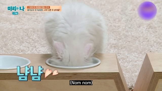 MARI&I Seo In Guk With Two Cats?? смотреть онлайн
