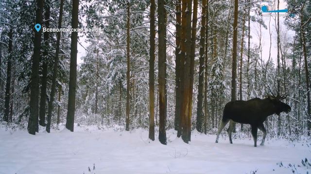 Нашествие сов в Санкт-Петербурге и почему лоси ещё не сбросили рога? смотреть онлайн