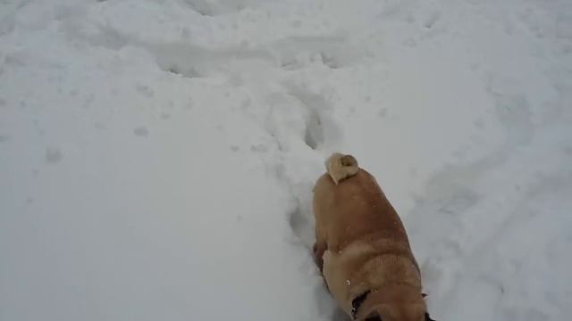 Мопсы, Кекс и Роня, питомник "Шани Шан" смотреть онлайн
