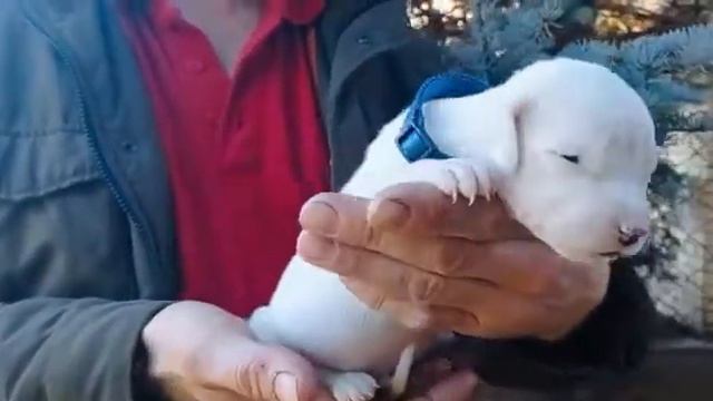 Male puppy Blue collar 3V litter Pakhra Magnifika Dogo Argentino Kennel (FCI-RKF) смотреть онлайн