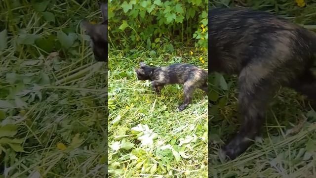 Тося впервые на даче))) смотреть онлайн