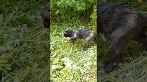 Тося впервые на даче)))