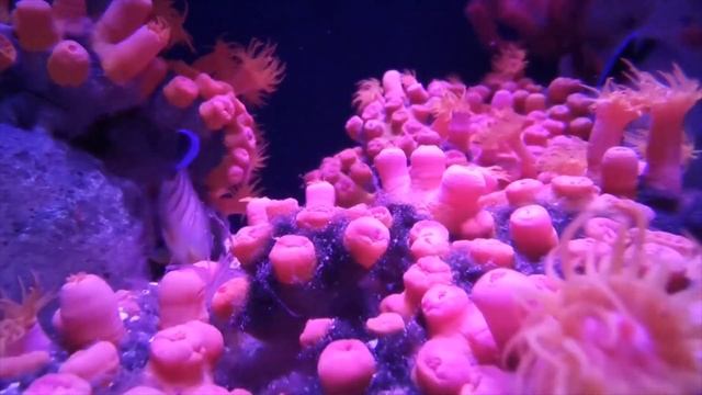 ?Спокойная музыка для души, сна и отдыха | Аквариум с рыбками?/Calm Music For The Soul