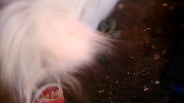 Мой кот персидской породы #2 смотреть онлайн