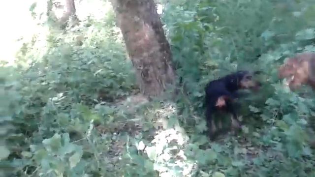 Щенки породы эрдельтерьер от питомника Файр Феникс аппорт смотреть онлайн