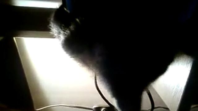 котэ ловит свой хвост смотреть онлайн