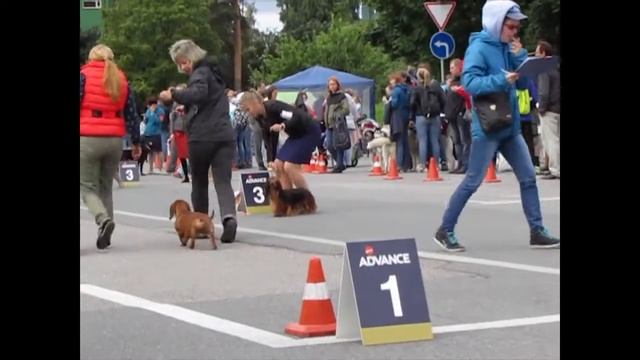 Best Of Special Dachshund's Show, SPb, 27.08.3027