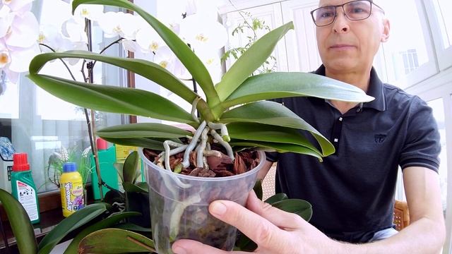 Подкормка орхидей- это просто. Чеснок, банан и зола- для лохов смотреть онлайн