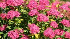 Самые красивые сорта астильбы