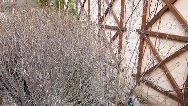 Красивые растения для композиций .Самые неприхотливые и декоративные.Дача.Сад.Ландшафтный дизайн. смотреть онлайн