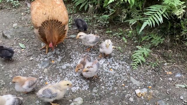 Harvest Iresine herbstii, mustard greens, go to market to sell. My Daily Life смотреть онлайн