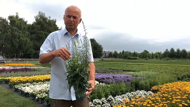 Campanula rapunculoides Cambell Blue