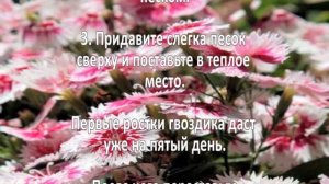 Выращивание гвоздики. Бизнес идея