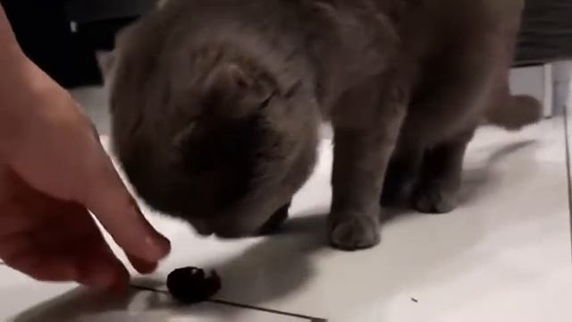 Кот просит еду - Кот ест финики - Шотландский кот БАКС смотреть онлайн